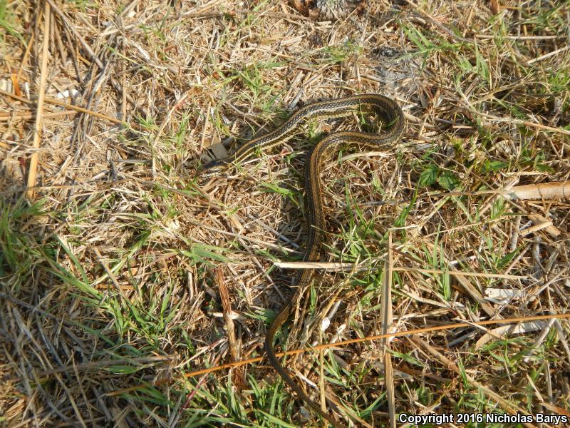 Gulf Saltmarsh Snake (Nerodia clarkii clarkii)