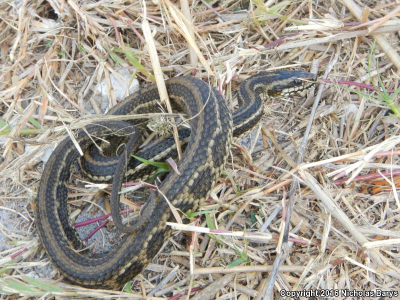 Gulf Saltmarsh Snake (Nerodia clarkii clarkii)