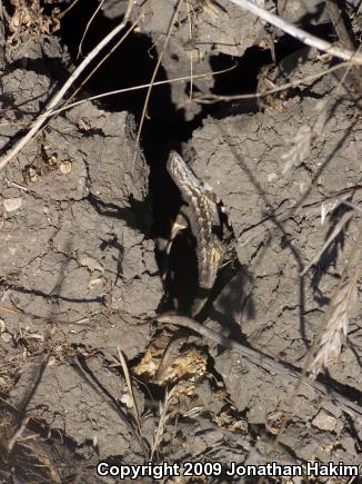 Great Basin Fence Lizard (Sceloporus occidentalis longipes)