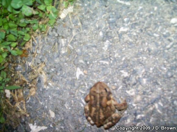 American Toad (Anaxyrus americanus)