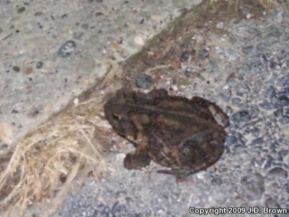 American Toad (Anaxyrus americanus)