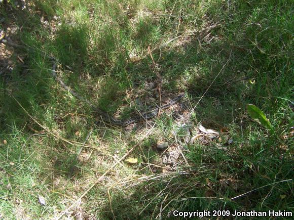 San Diego Gopher Snake (Pituophis catenifer annectens)