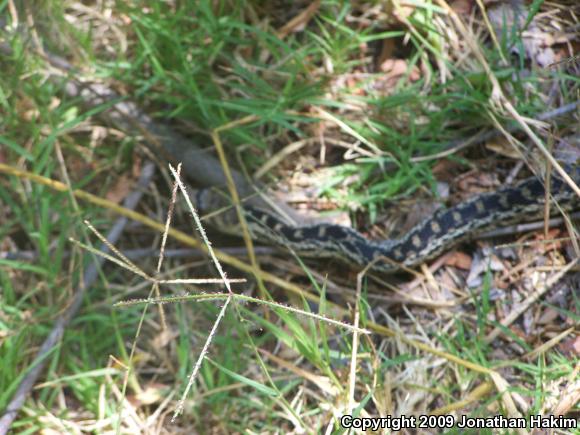 San Diego Gopher Snake (Pituophis catenifer annectens)