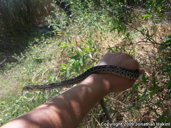 San Diego Gopher Snake (Pituophis catenifer annectens)