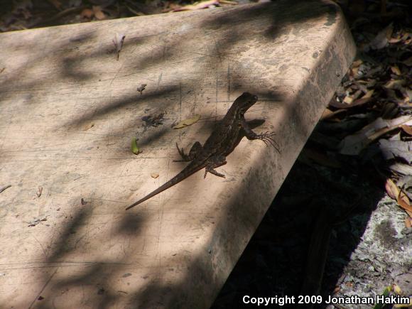 Great Basin Fence Lizard (Sceloporus occidentalis longipes)