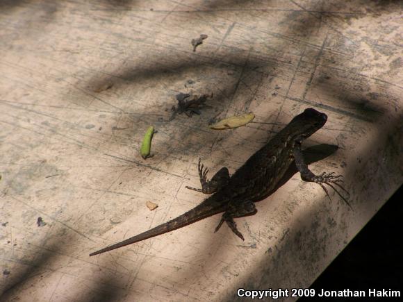 Great Basin Fence Lizard (Sceloporus occidentalis longipes)