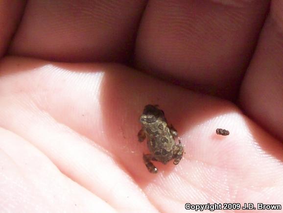 Fowler's Toad (Anaxyrus fowleri)