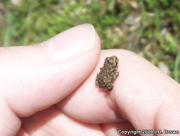 Fowler's Toad (Anaxyrus fowleri)