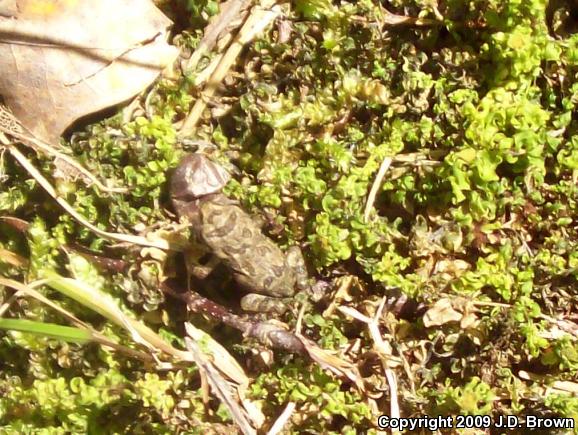 Fowler's Toad (Anaxyrus fowleri)