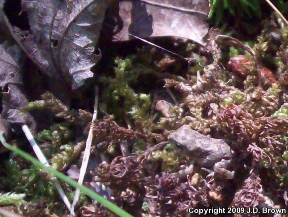 Fowler's Toad (Anaxyrus fowleri)