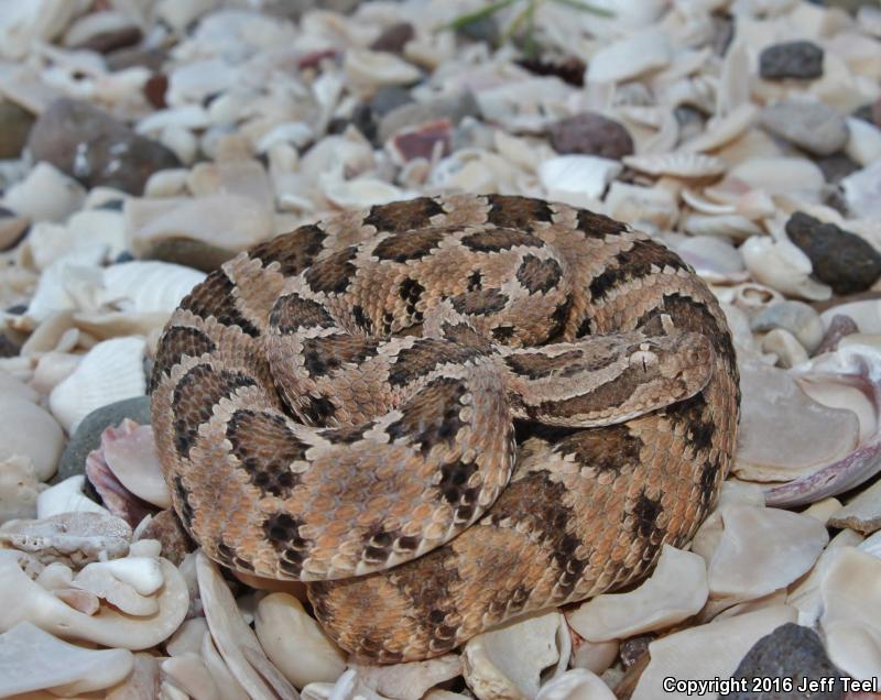 Lower California Rattlesnake (Crotalus enyo enyo)