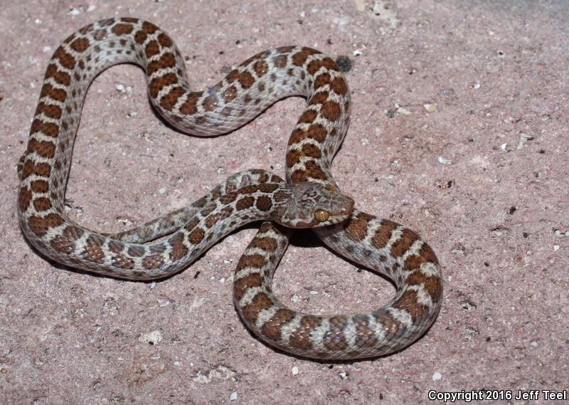 Baja California Night Snake (Eridiphas slevini)