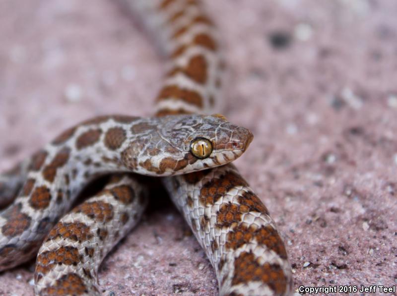 Baja California Night Snake (Eridiphas slevini)