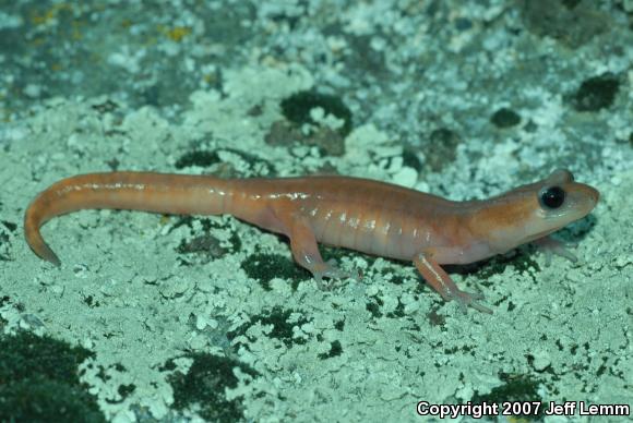 Monterey Ensatina (Ensatina eschscholtzii eschscholtzii)