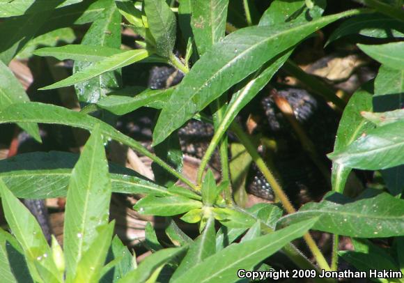 Southern Watersnake (Nerodia fasciata)