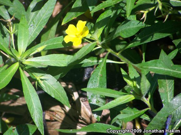 Southern Watersnake (Nerodia fasciata)