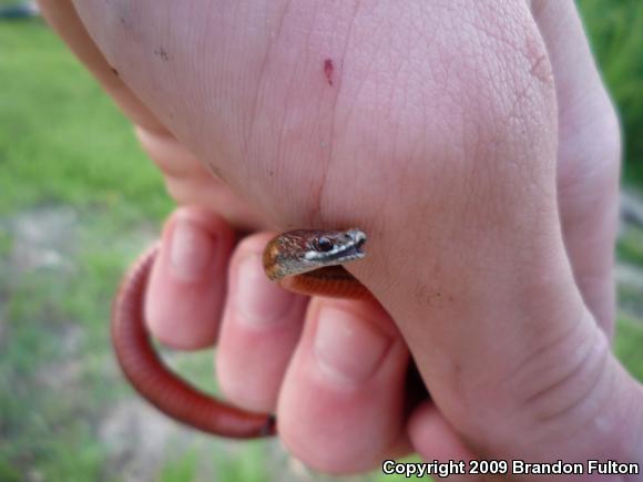 Northern Red-bellied Snake (Storeria occipitomaculata occipitomaculata)