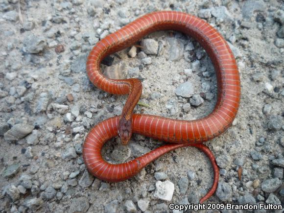 Northern Red-bellied Snake (Storeria occipitomaculata occipitomaculata)