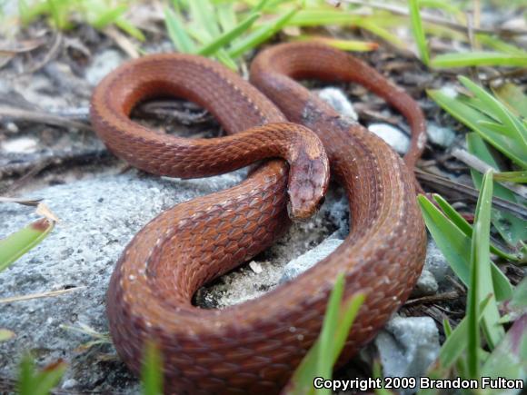 Northern Red-bellied Snake (Storeria occipitomaculata occipitomaculata)