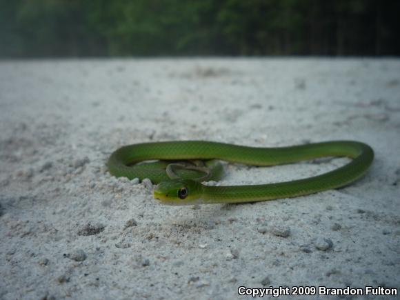 Northern Rough Greensnake (Opheodrys aestivus aestivus)