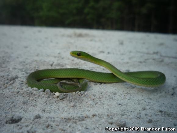 Northern Rough Greensnake (Opheodrys aestivus aestivus)