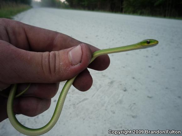 Northern Rough Greensnake (Opheodrys aestivus aestivus)