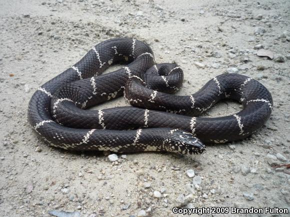 Eastern Kingsnake (Lampropeltis getula getula)