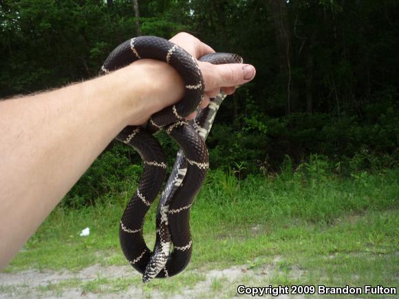 Eastern Kingsnake (Lampropeltis getula getula)