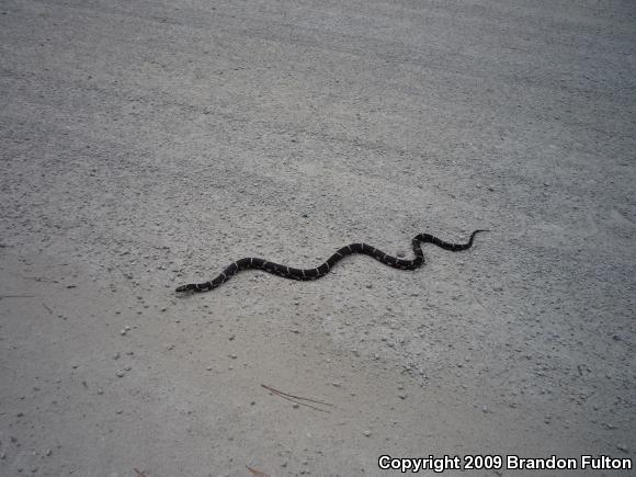 Eastern Kingsnake (Lampropeltis getula getula)