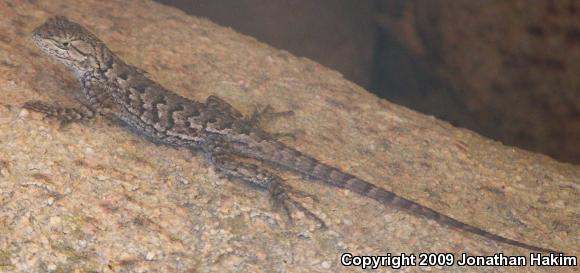 Great Basin Fence Lizard (Sceloporus occidentalis longipes)