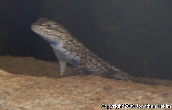 Great Basin Fence Lizard (Sceloporus occidentalis longipes)