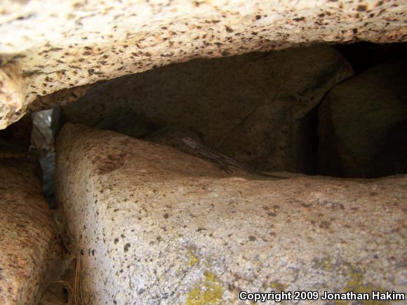 Great Basin Fence Lizard (Sceloporus occidentalis longipes)