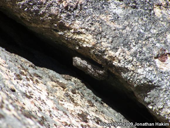 Great Basin Fence Lizard (Sceloporus occidentalis longipes)