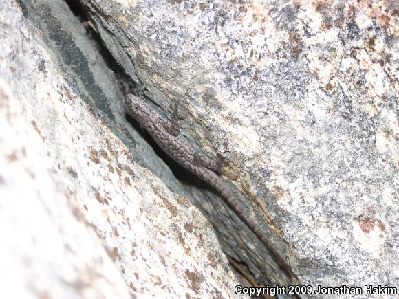 Great Basin Fence Lizard (Sceloporus occidentalis longipes)