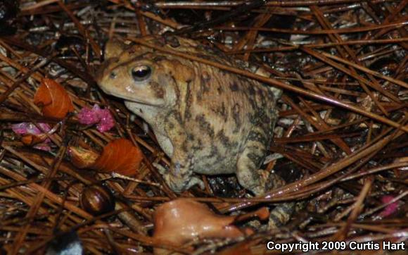 Southern Toad (Anaxyrus terrestris)