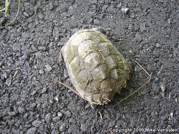 Eastern Snapping Turtle (Chelydra serpentina serpentina)