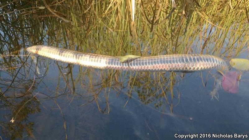 Common Rainbow Snake (Farancia erytrogramma erytrogramma)