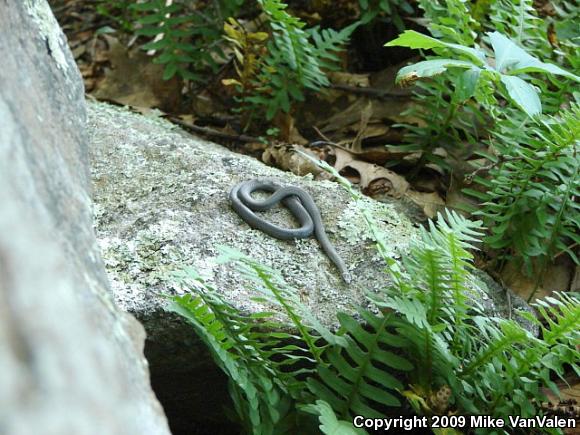 Northern Ring-necked Snake (Diadophis punctatus edwardsii)