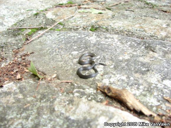 Northern Ring-necked Snake (Diadophis punctatus edwardsii)