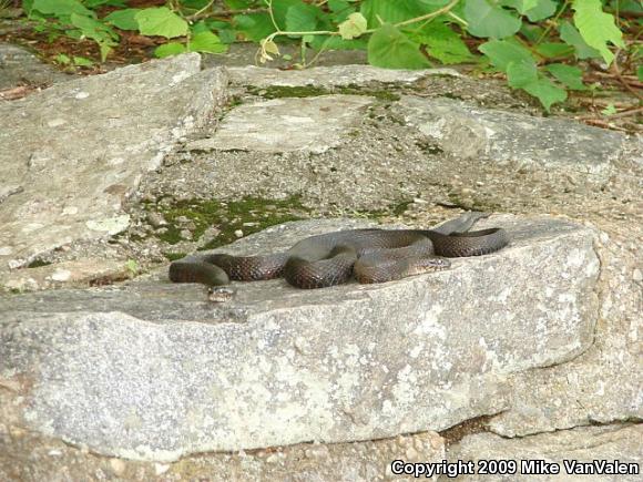 Northern Watersnake (Nerodia sipedon sipedon)