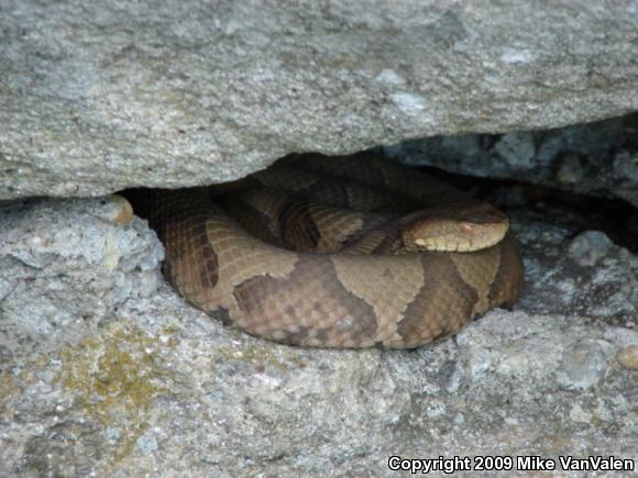 Northern  Copperhead (Agkistrodon contortrix mokasen)