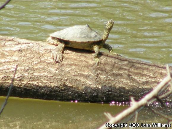 Sabine Map Turtle (Graptemys ouachitensis sabinensis)