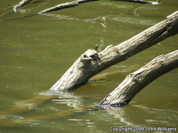 Sabine Map Turtle (Graptemys ouachitensis sabinensis)