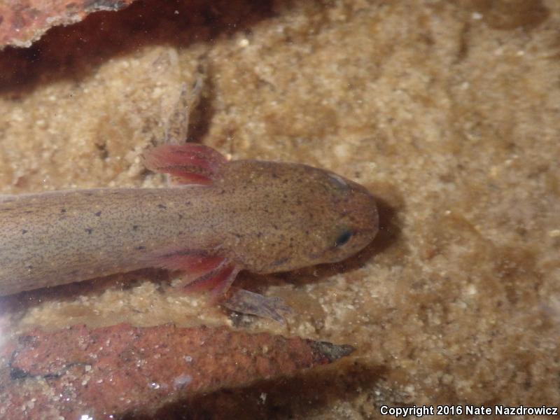 Eastern Mud Salamander (Pseudotriton montanus montanus)