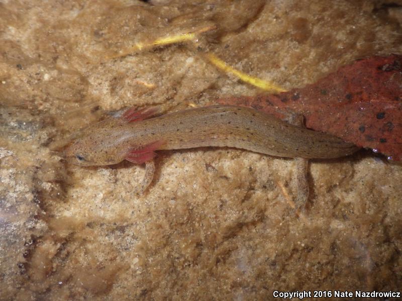 Eastern Mud Salamander (Pseudotriton montanus montanus)