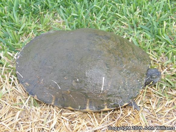 Eastern River Cooter (Pseudemys concinna concinna)