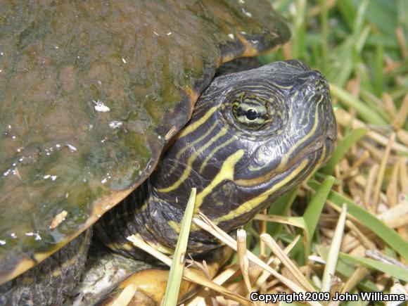 Eastern River Cooter (Pseudemys concinna concinna)