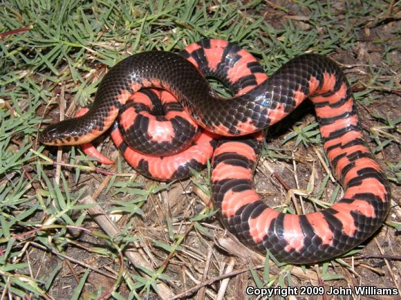 Western Mudsnake (Farancia abacura reinwardtii)