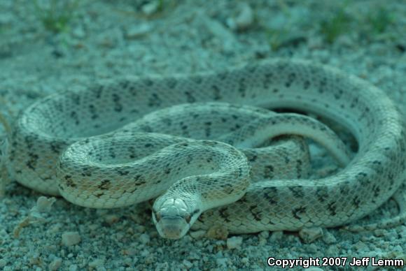 Desert Glossy Snake (Arizona elegans eburnata)