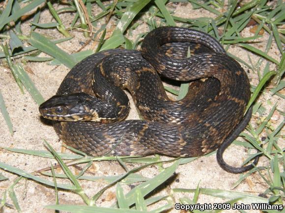 Broad-banded Watersnake (Nerodia fasciata confluens)